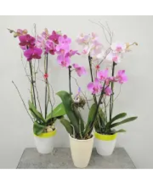 Phalaenopsis Orchids!!! Blooming Plant