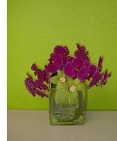 Phalaenopsis Orchids Event and Expo Flowers
