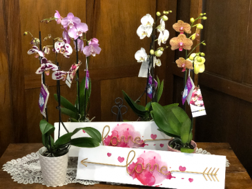 Phalaenopsis Orchids Plant