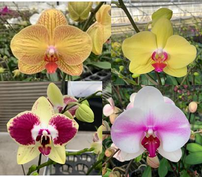 Phalaenopsis Plant, Hawaiian Grown in Bark Medium Orchid Plant in Pottery 