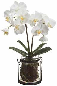 Phalaenopsis Plant-SILK BOTANICAL 