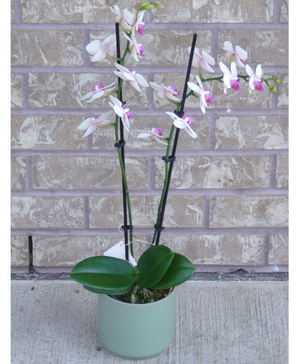 PHALAENOPSIS PREMIUM 4 INCH Indoor Blooming Plant