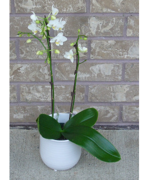 PHALAENOPSIS PREMIUM 4 INCH Indoor Blooming Plant
