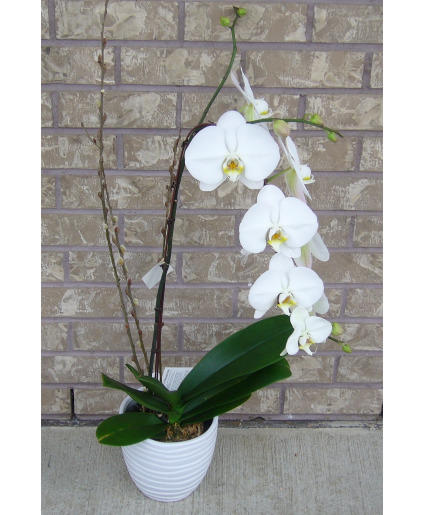 PHALAENOPSIS PREMIUM SINGLE STEM Indoor Blooming Plant