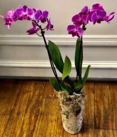 Phalaenopsis Purple or White Bloom