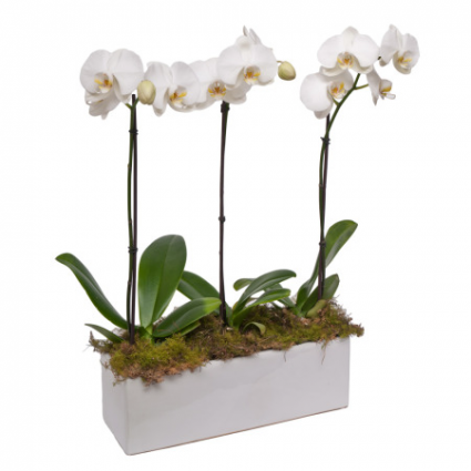 Phalaenopsis Triple Orchid