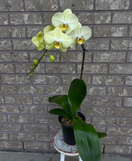 Phalaeonopsis Orchid indoor blooming plant