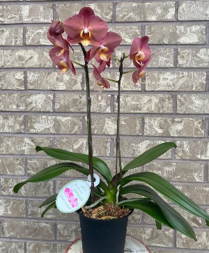Phalaeonopsis Orchid Indoor Blooming Plant