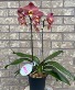 Phalaeonopsis Orchid Indoor Blooming Plant