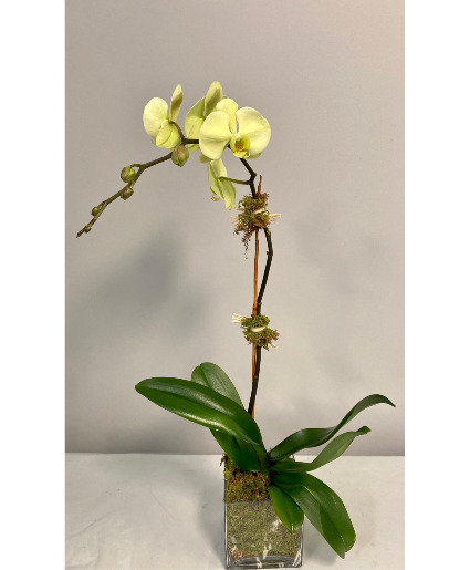 Phalanenopsis Orchid Flowering Plant