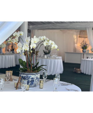 Phalanenopsis Orchid Table Centerpiece