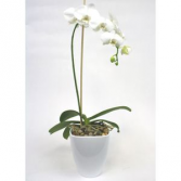 Phalanopsis Orchid Orchid Plant