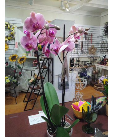 PHALANOPSIS ORCHID PLANT  in Park Falls, WI | The Blumenhaus