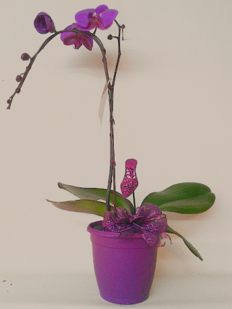 Phalaenopsis Orchid Plant
