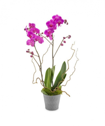 Phalaenopsis Orchid Plant