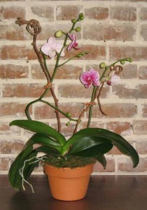 Phaleanopsis Orchid Plant Orchid Plants