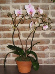 Phaleanopsis Orchid Plant Orchid Plants