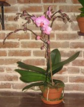 Phaleanopsis Orchid Plant Orchid Plants