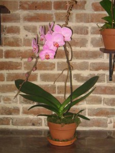 Phaleanopsis Orchid Plant Orchid Plants