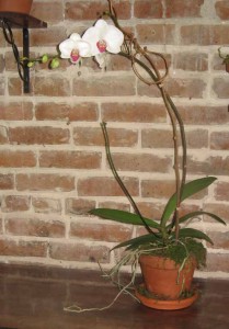 Phaleanopsis Orchid Plant Orchid Plants