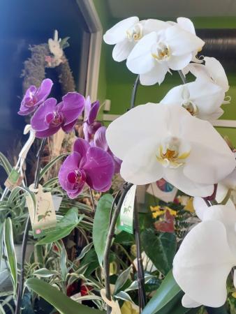 Phalenopsis Orchid Plant...4 more available