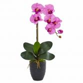 Phalenopsis Orchid Plant  