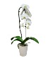 Phalenopsis Orchid, lavender, whites etc. Plant