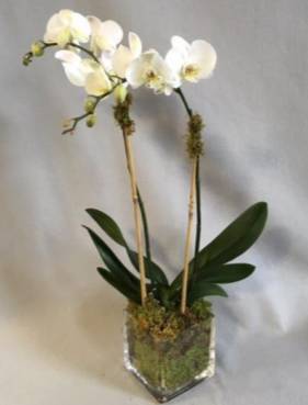 Phalenopsis Orchid Plant Plant