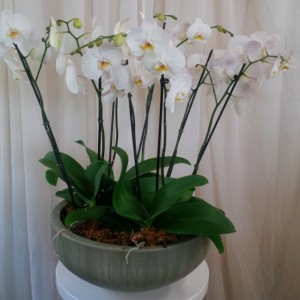 Phaleonopsis Orchid Cluster Plant