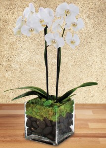 Phaleonopsis Orchid - Double Plant