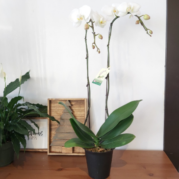 Phaleonopsis Orchid XL Double Stem Orchid Plant in Saskatoon, SK | QUINN & KIM'S FLOWERS