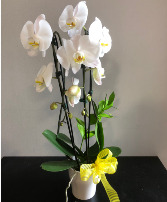 Phalaenopsis Orchid  Potted Orchid Plant