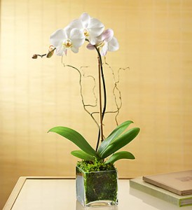 Phaleonopsis Orchid - Single Plant
