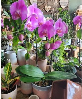 phalaenopsis orchid  