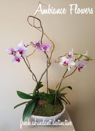 Phantastic Phal Bowl
