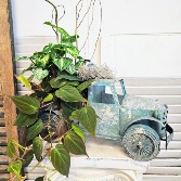 Philodendron and Arrowhead Plants in Truck 