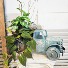 Philodendron and Arrowhead Plants in Truck 