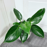 Philodendron Birkin