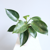 Philodendron Birkin *Local Delivery Only*