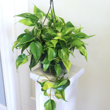 Philodendron 'Brasil' *LOCAL DELIVERY ONLY*
