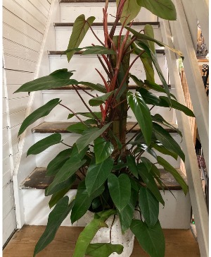 Philodendron - Congo Rojo Plant