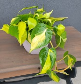 Philodendron 'Cordatum Brasil' Plant in Sleek Matte Gray Ceramic Pot 