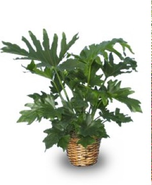 Philodendron GREEN PLANT 