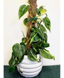 Philodendron in Bee Pot House Plant