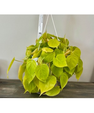 Philodendron Lemon Lime  