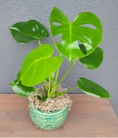 Philodendron Monstera Deliciosa Plant in a Greenish Ceramic Pot