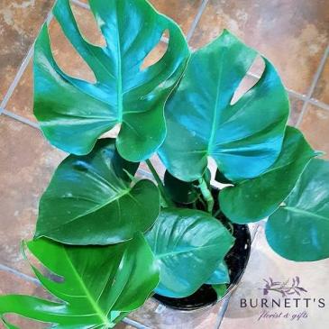 Philodendron Monstera Plant in Kelowna, BC | Burnett's Florist Philodendron Monstera Plant in Kelowna, BC | Burnett's Florist