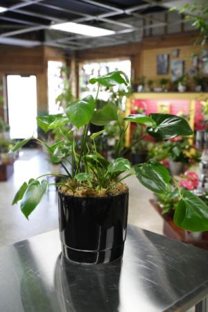 Philodendron Plant  Black Pot