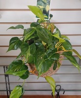 Philodendron Plant & Pot Houseplant & Pot