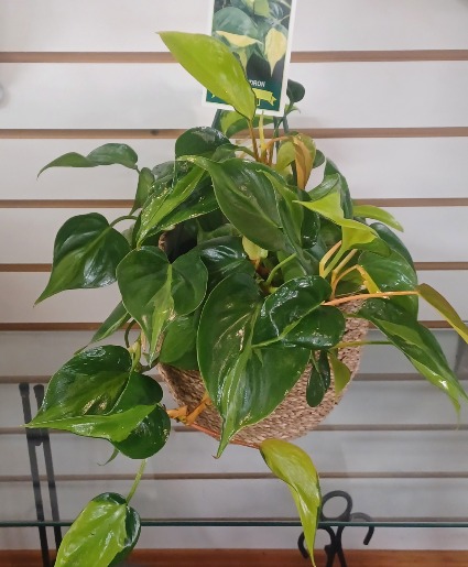 Philodendron Plant & Pot Houseplant & Pot